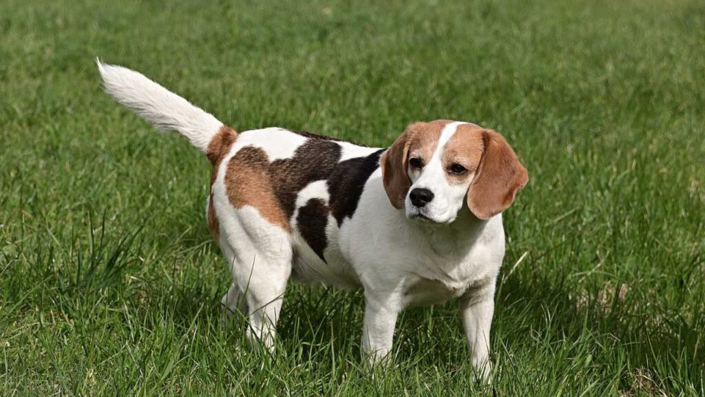 Beagle