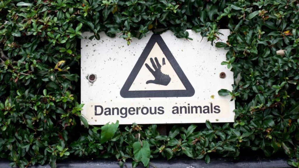 Verdens Farligste Dyr