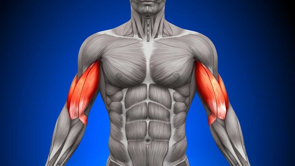 Muskler i kroppen quiz