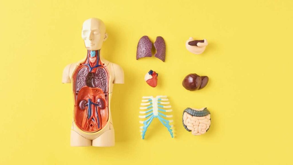Quiz om kroppens anatomi